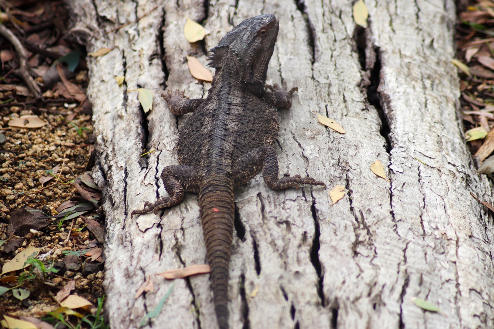 Eastern Bearded Dragon (Pogona barbata) - February 2020