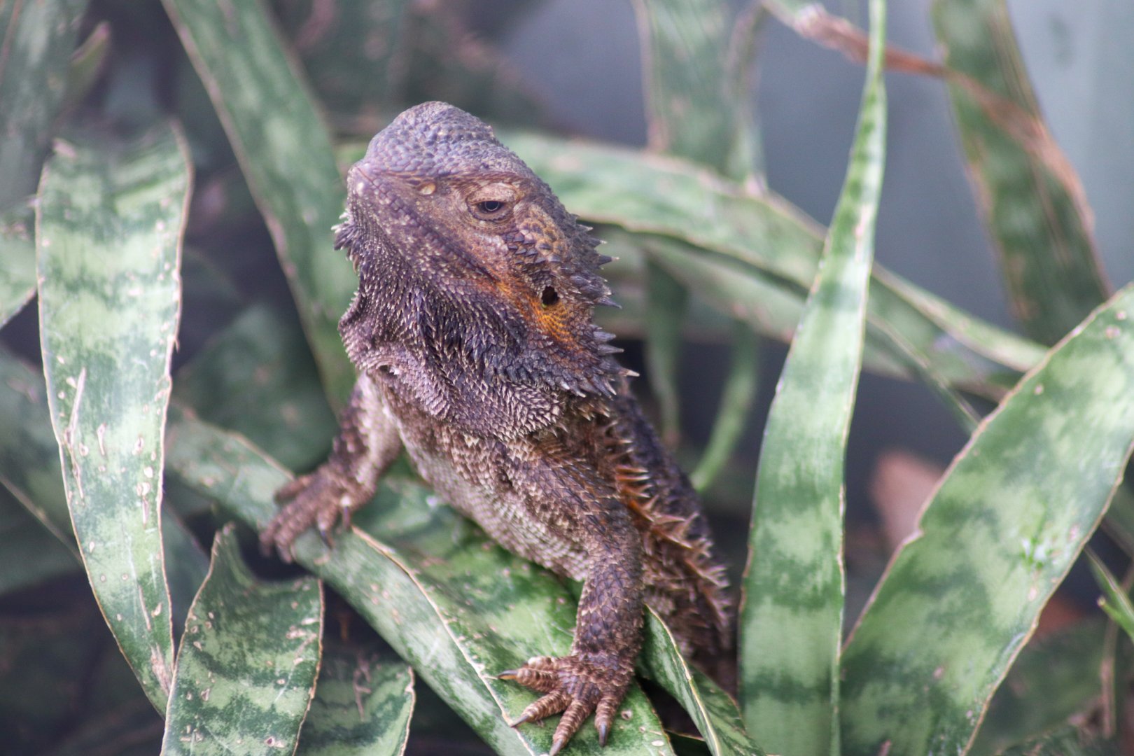 Eastern Bearded Dragon (Pogona barbata) - February 2020