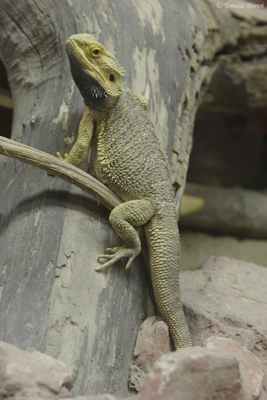 Eastern Bearded Dragon (Pogona barbata)