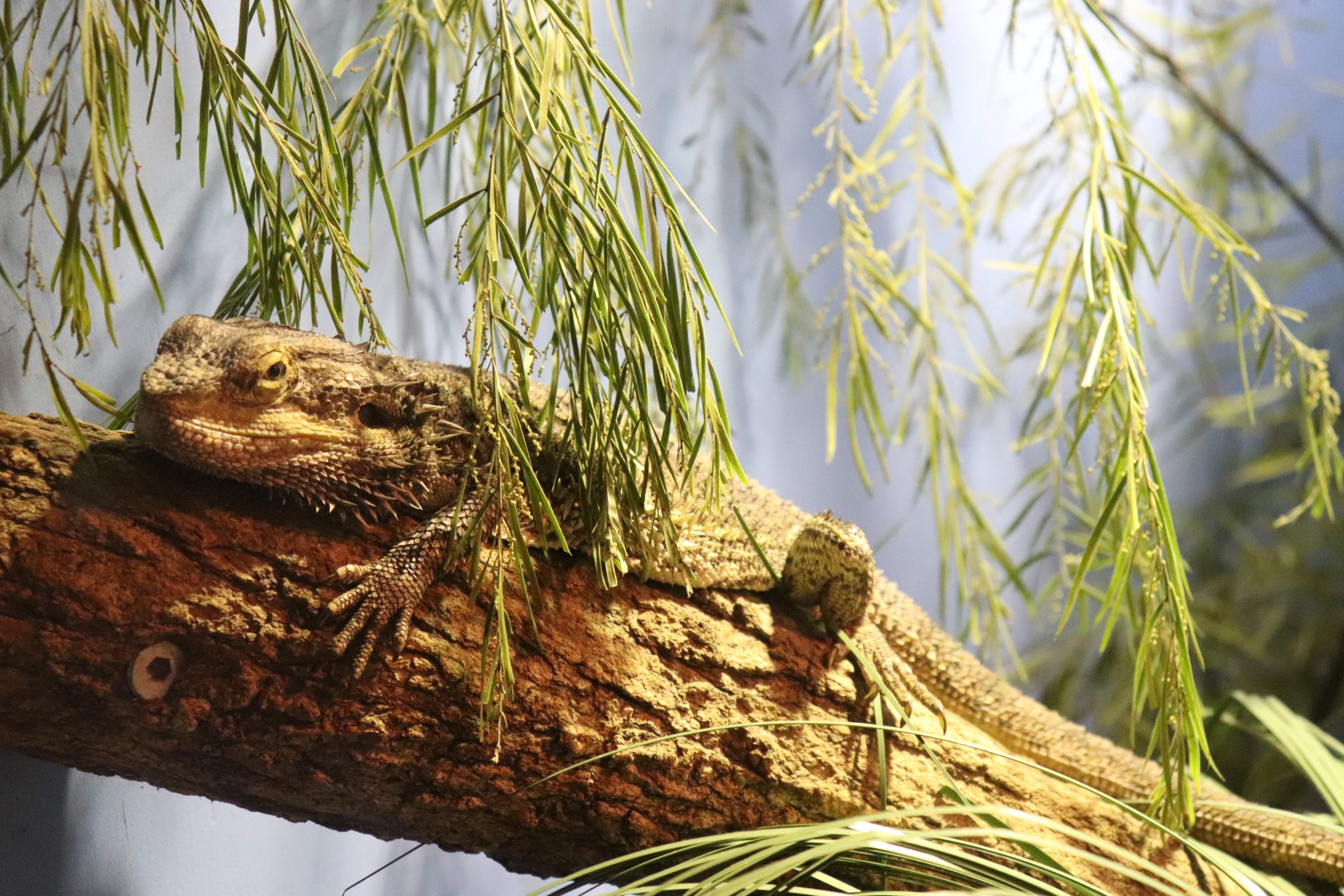 Eastern Bearded Dragon (Pogona barbata)