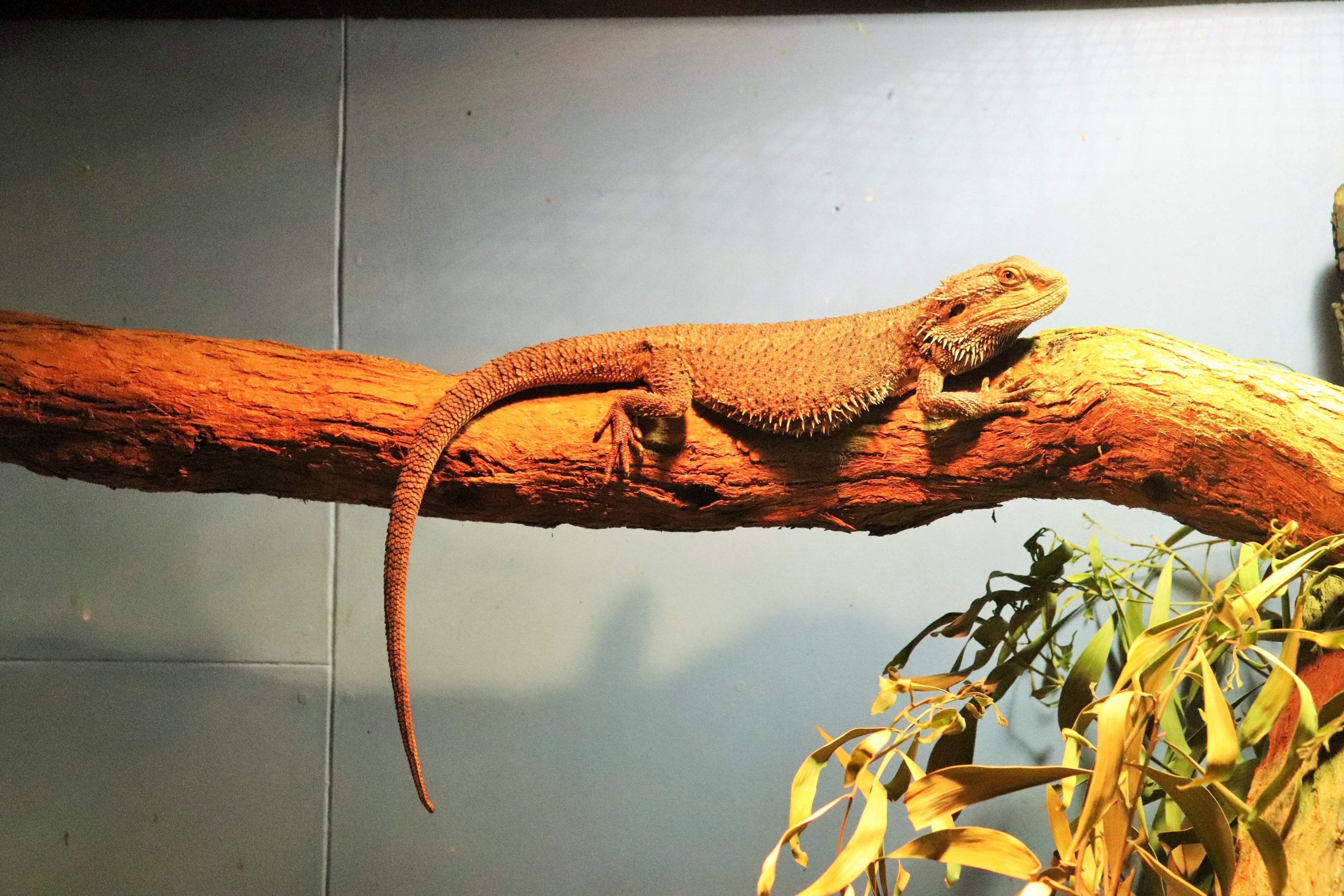 Eastern Bearded Dragon (Pogona barbata)