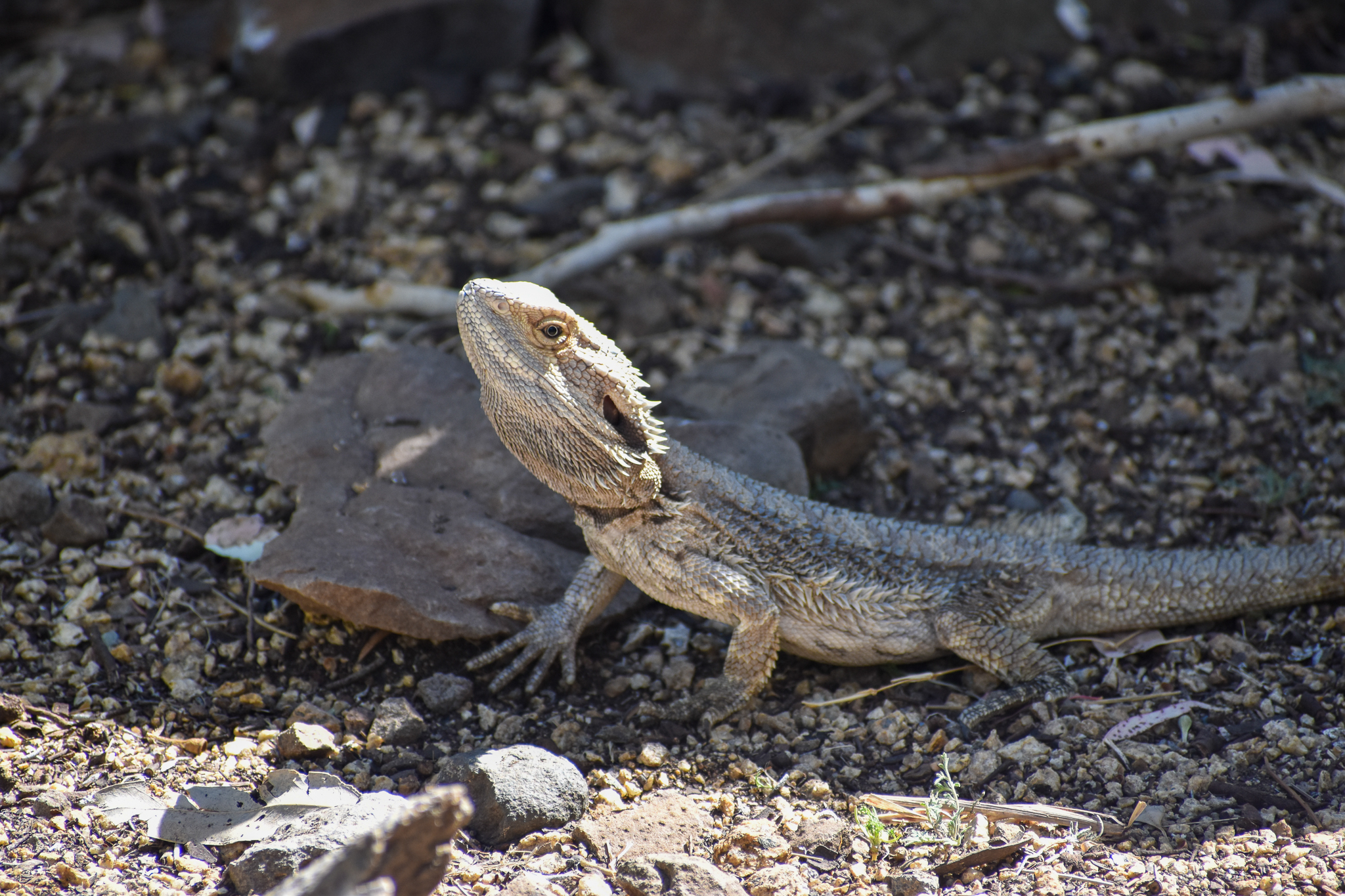 Eastern Bearded Dragon (Pogona barbata)
