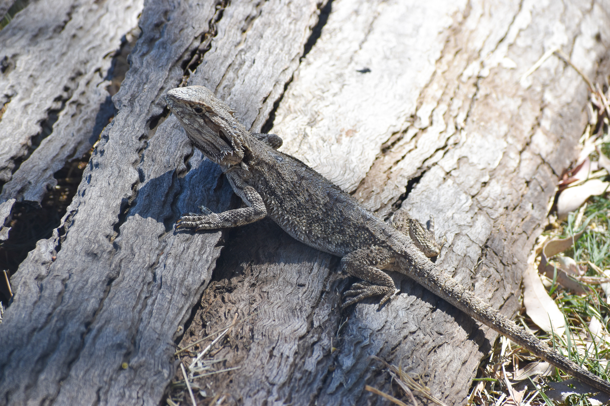 Eastern Bearded Dragon (Pogona barbata)