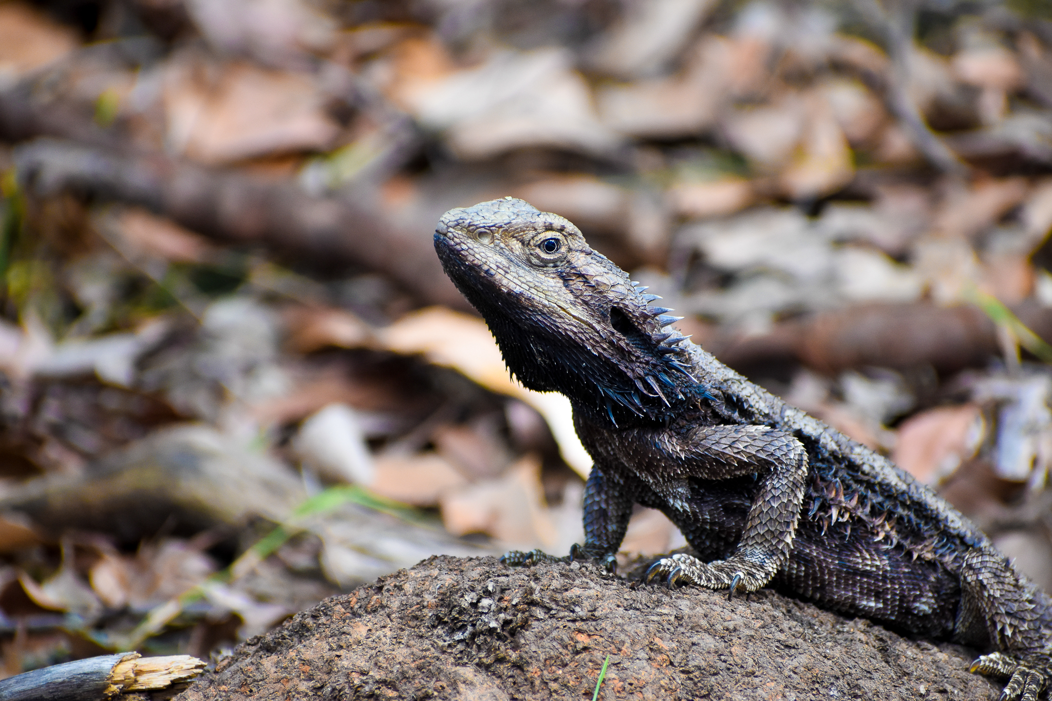 Eastern Bearded Dragon (Pogona barbata)