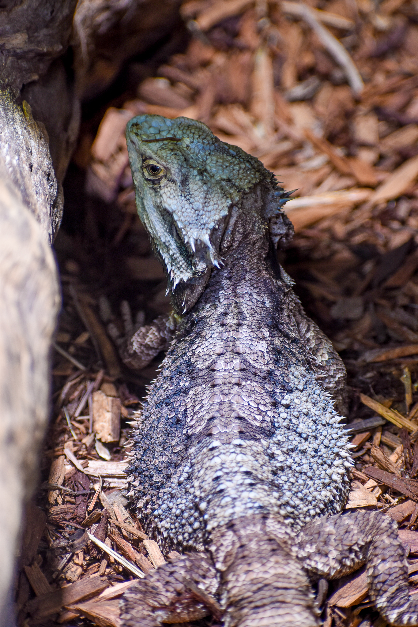 Eastern Bearded Dragon (Pogona barbata)