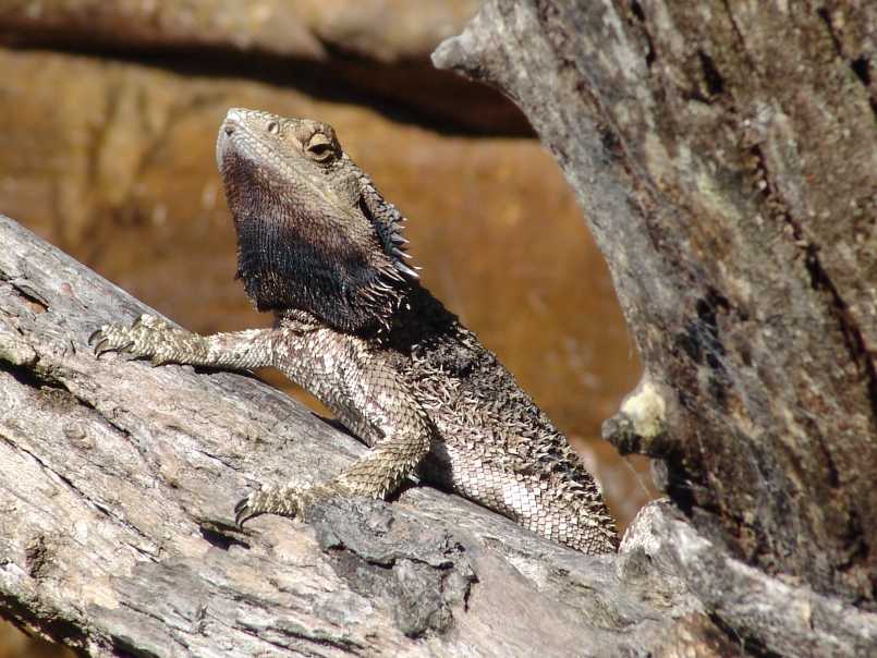 Eastern Bearded Dragon