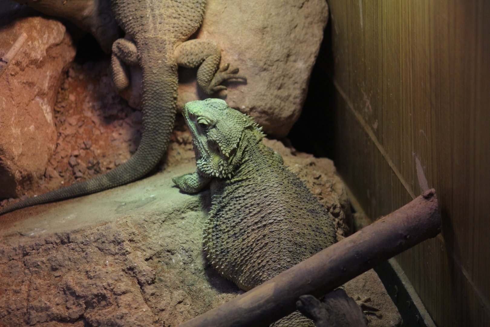 Eastern Bearded Dragon