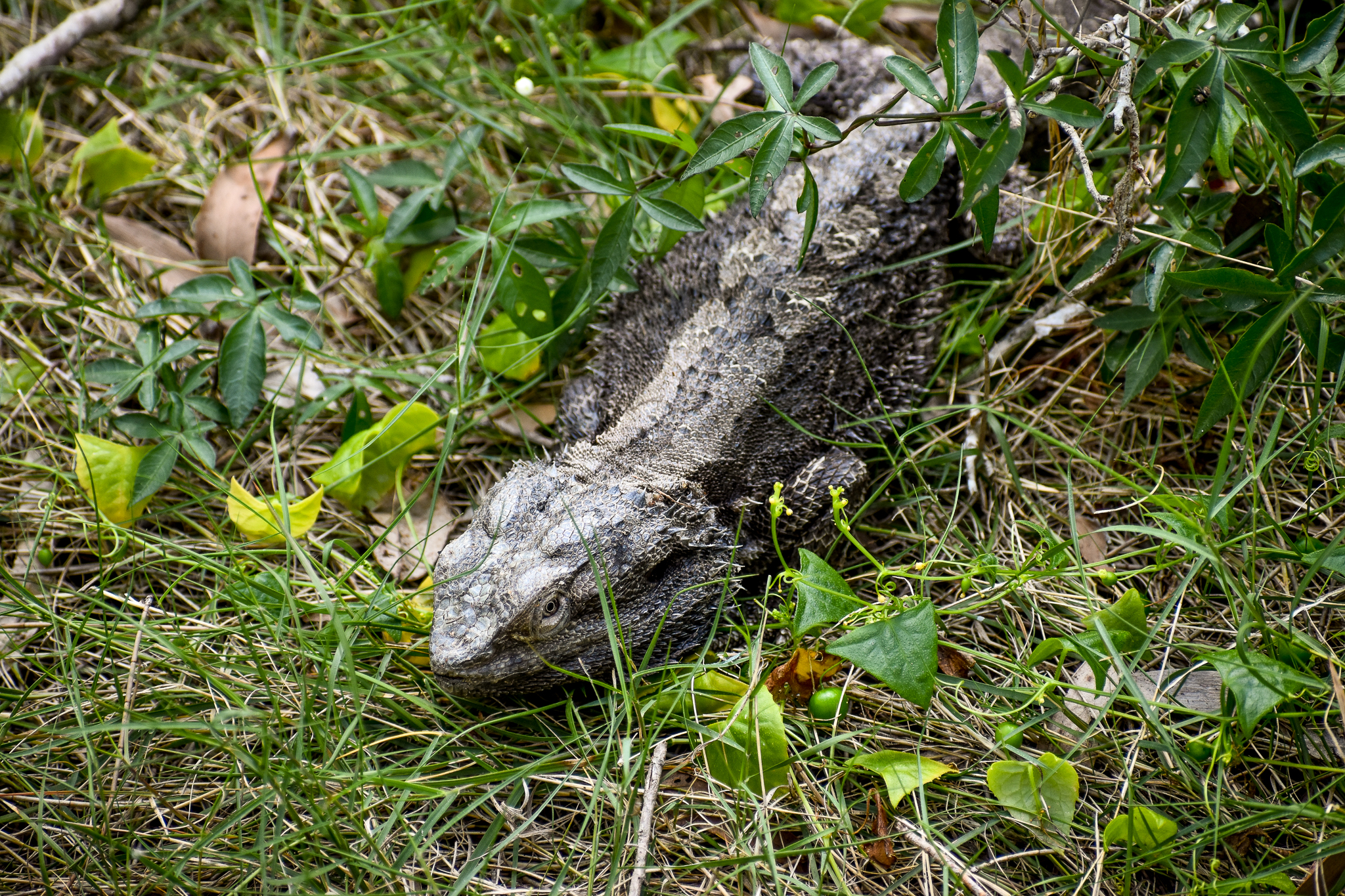 Eastern Bearded Dragon