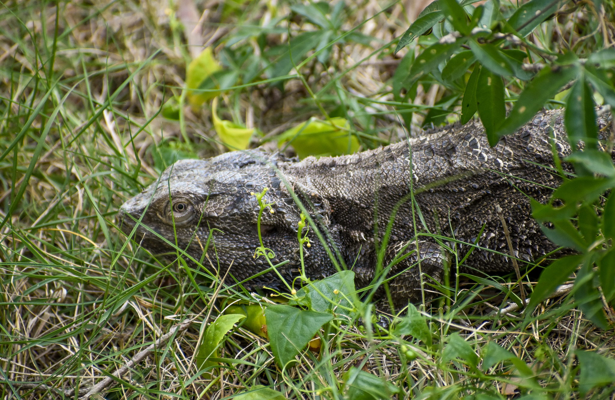 Eastern Bearded Dragon