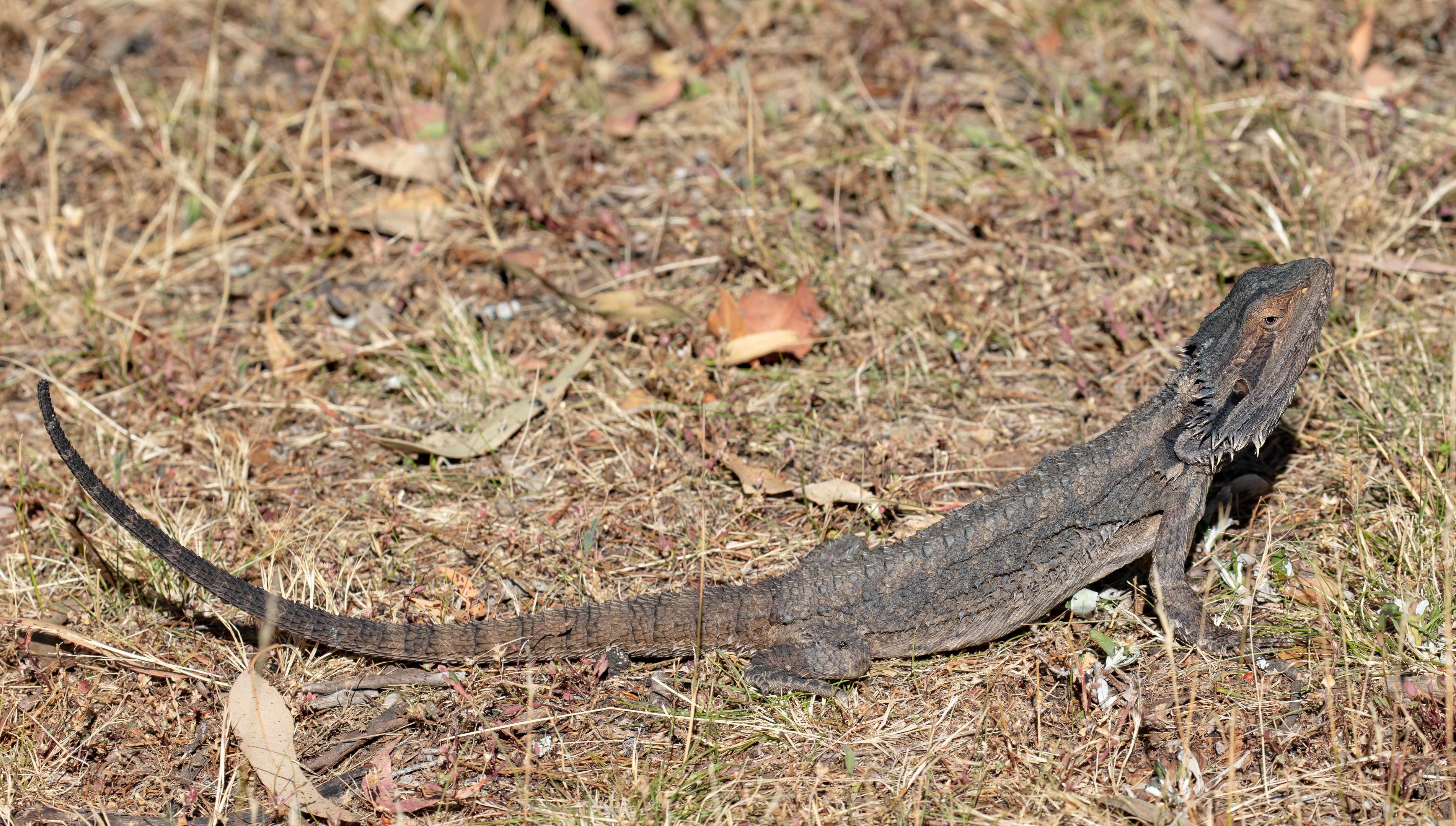 Eastern Bearded Dragon