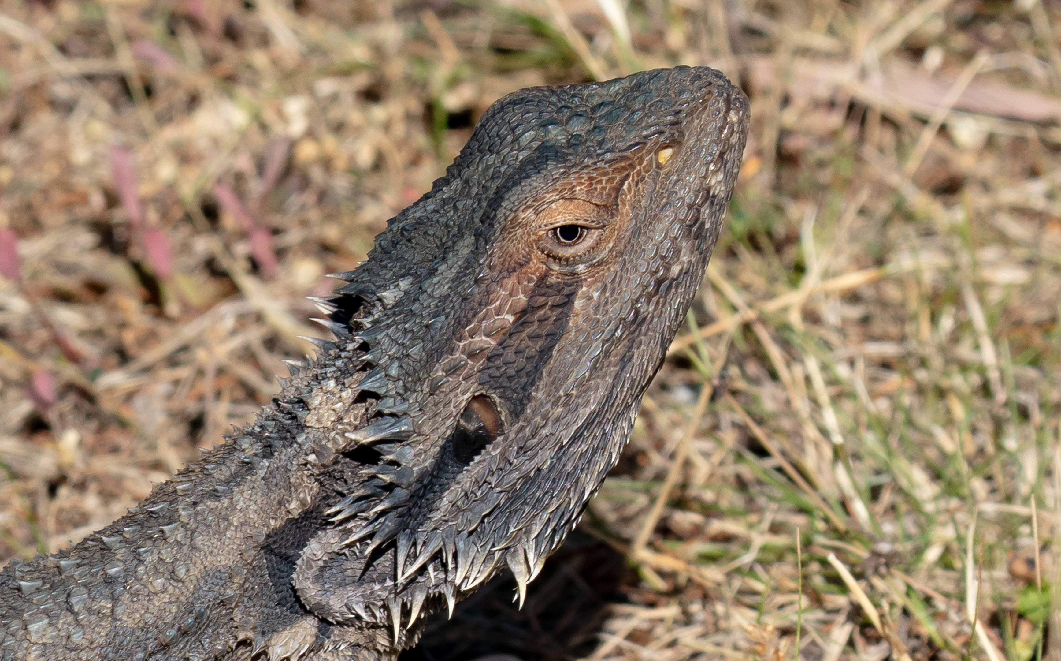 Eastern Bearded Dragon