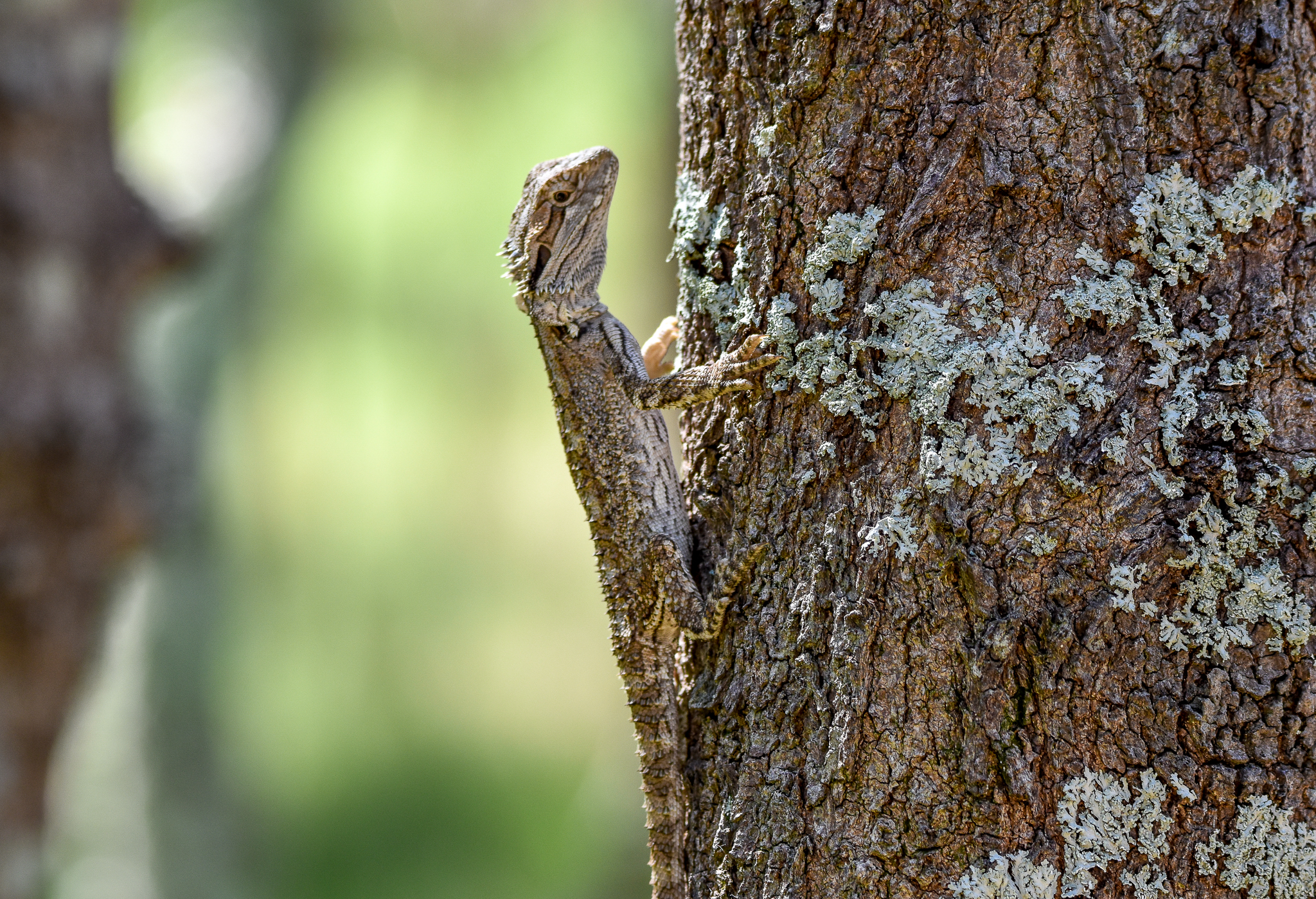 Eastern Bearded Dragon