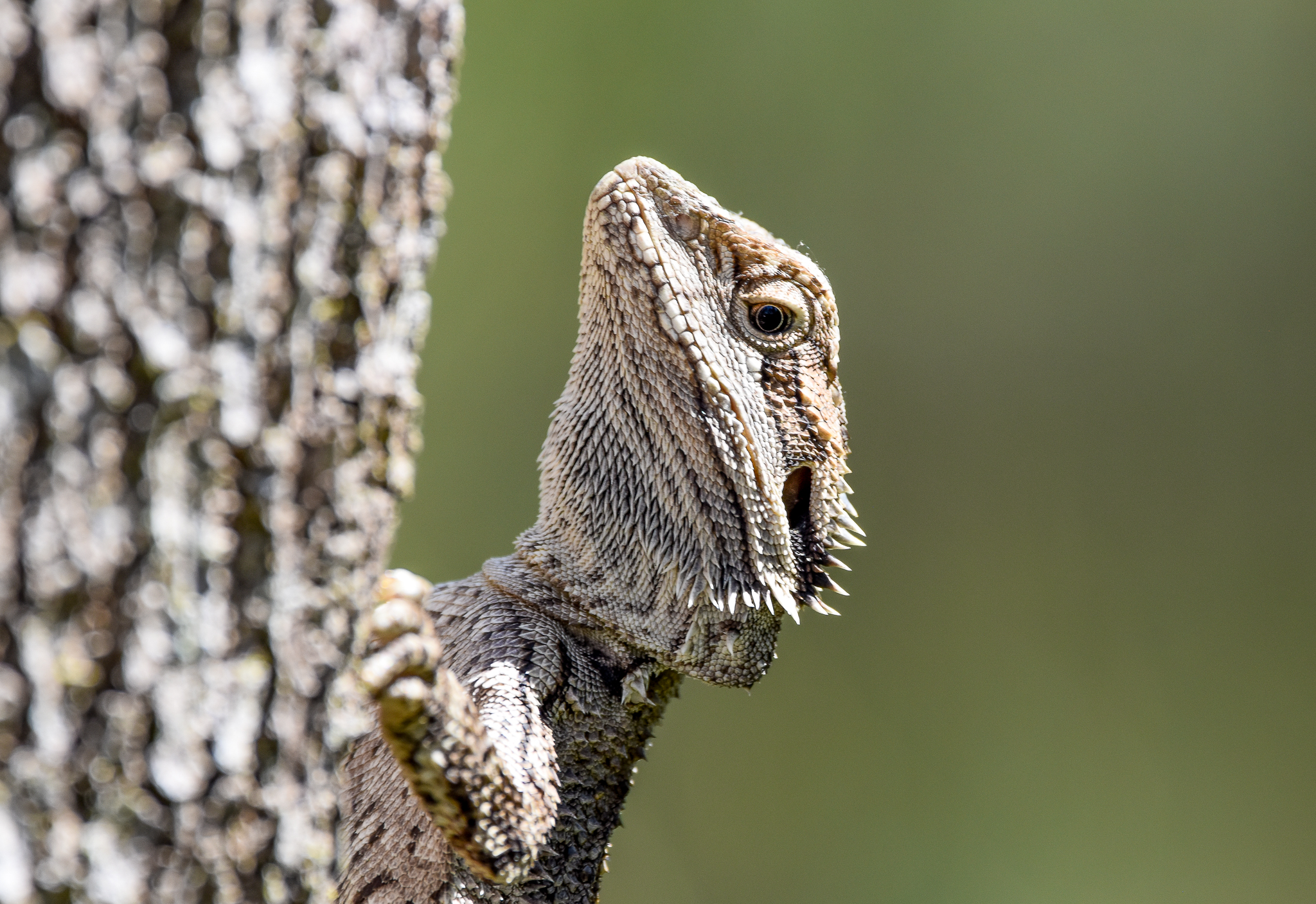 Eastern Bearded Dragon