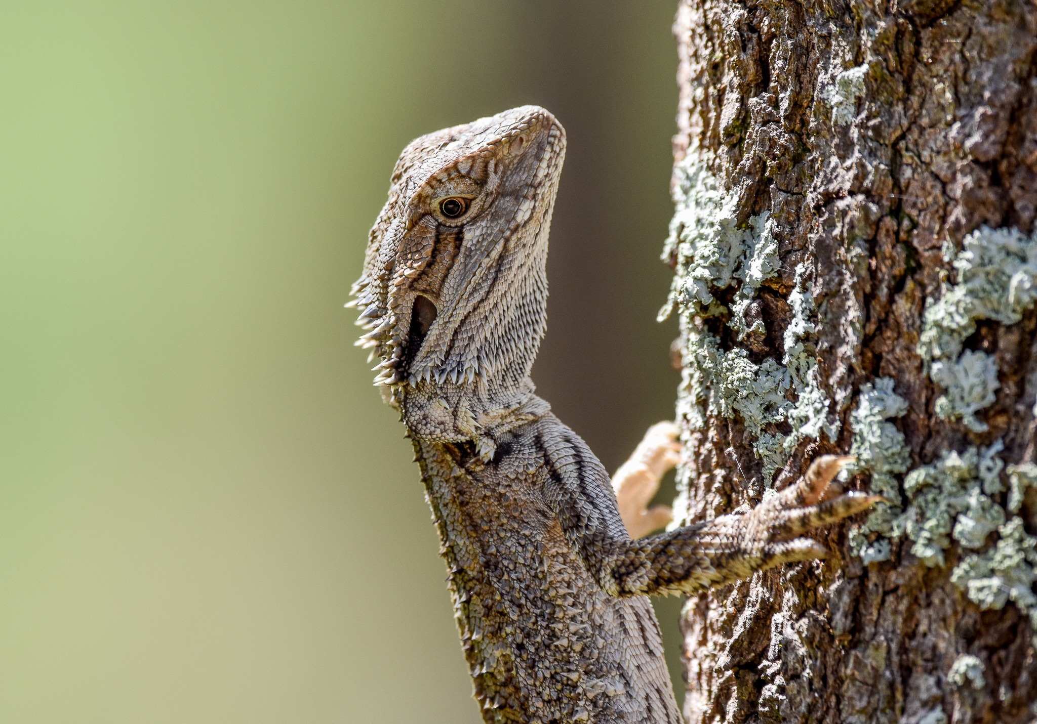 Eastern Bearded Dragon