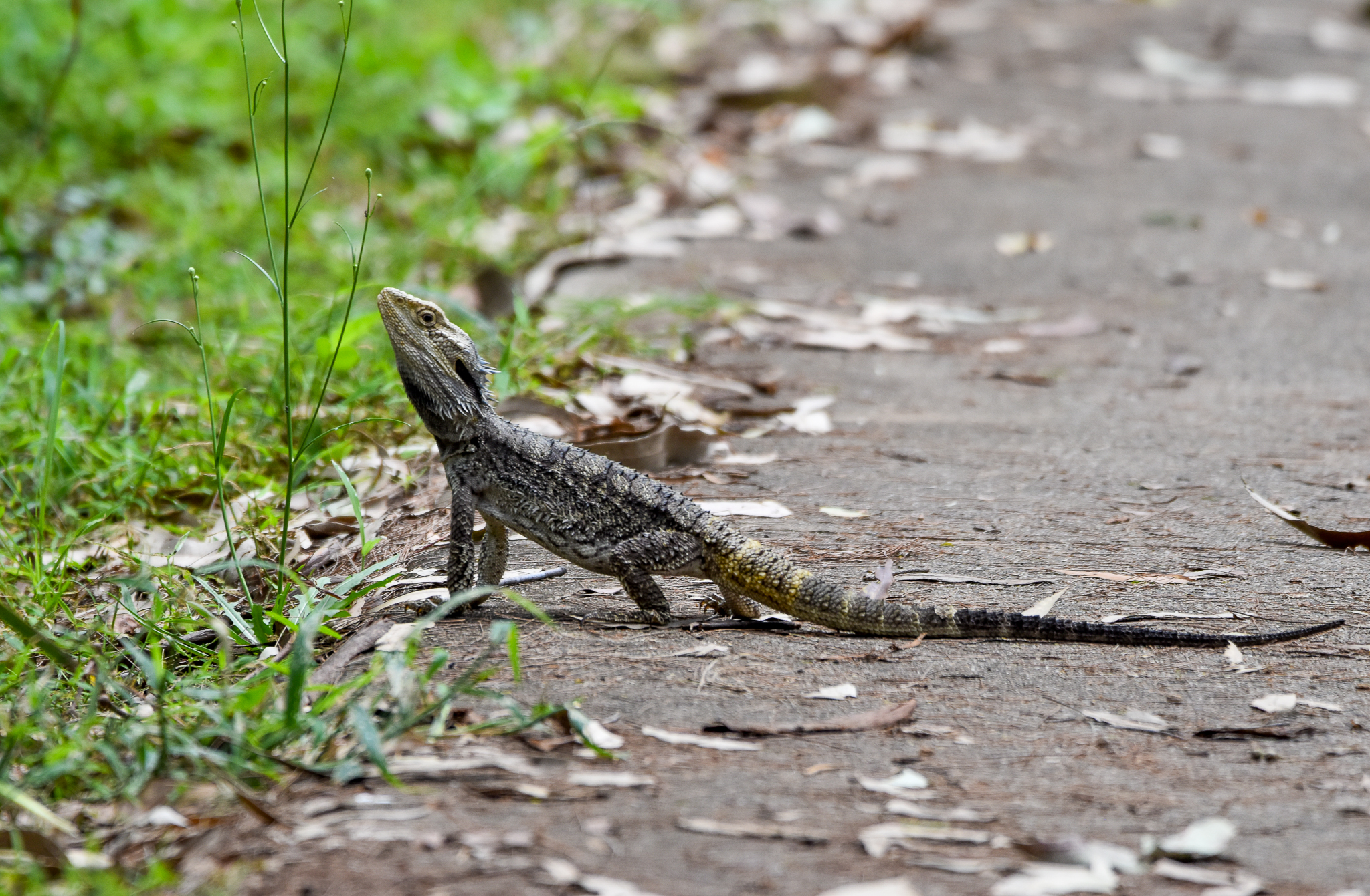 Eastern Bearded Dragon