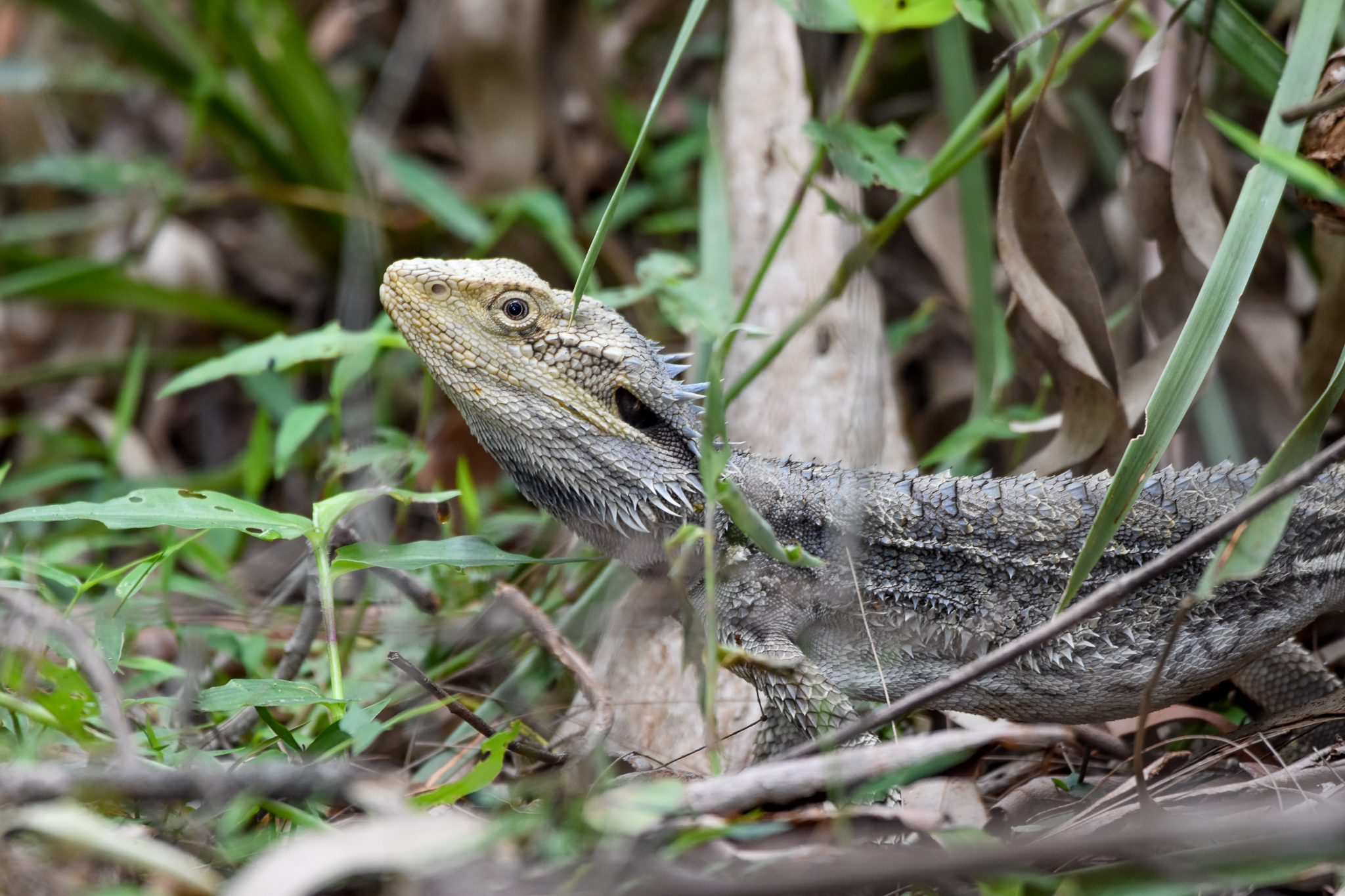 Eastern Bearded Dragon