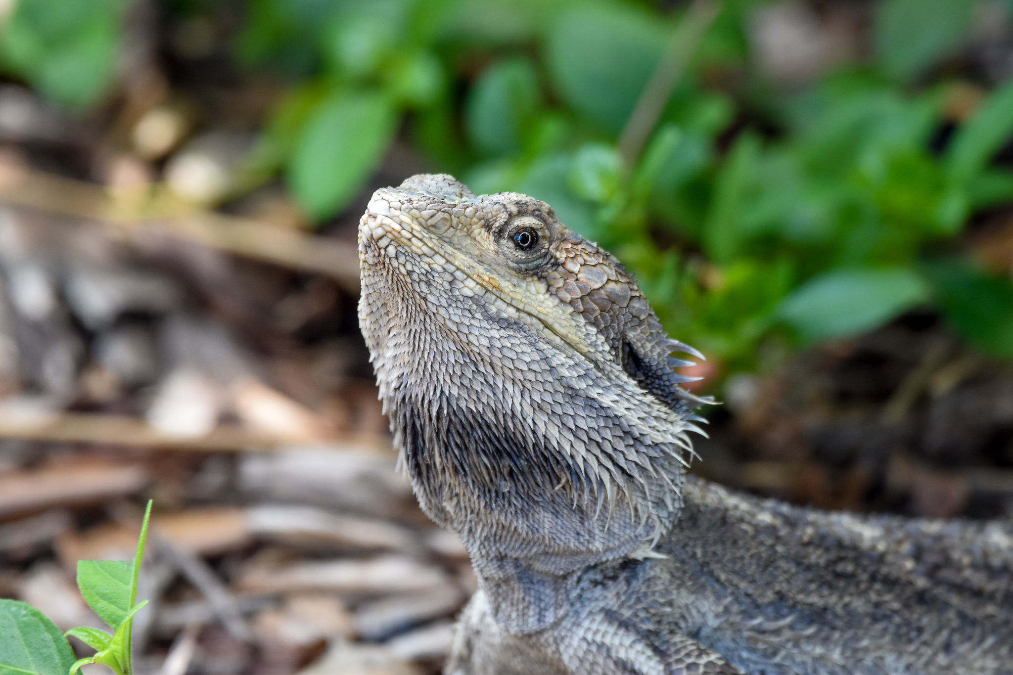 Eastern Bearded Dragon