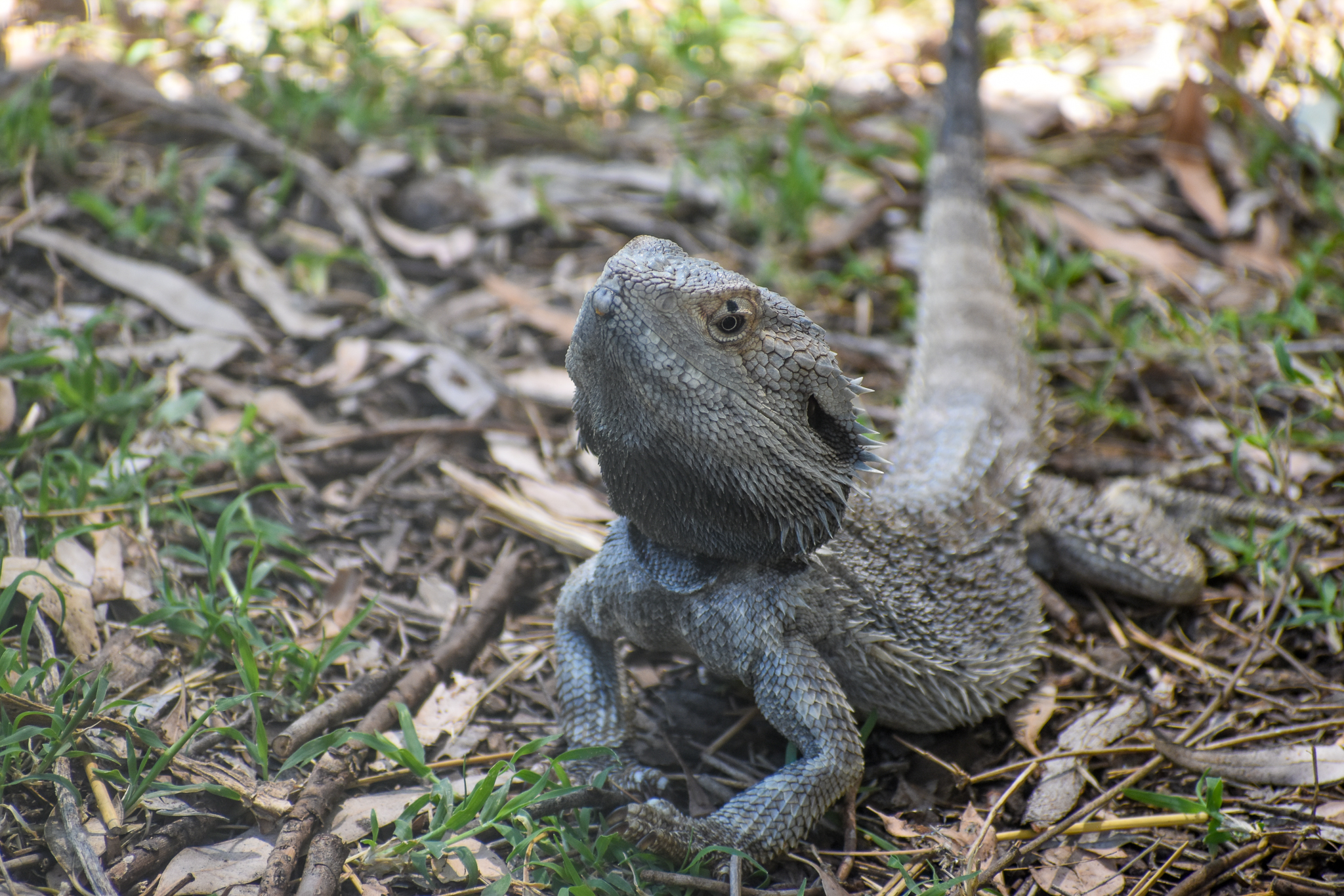 Eastern Bearded Dragon
