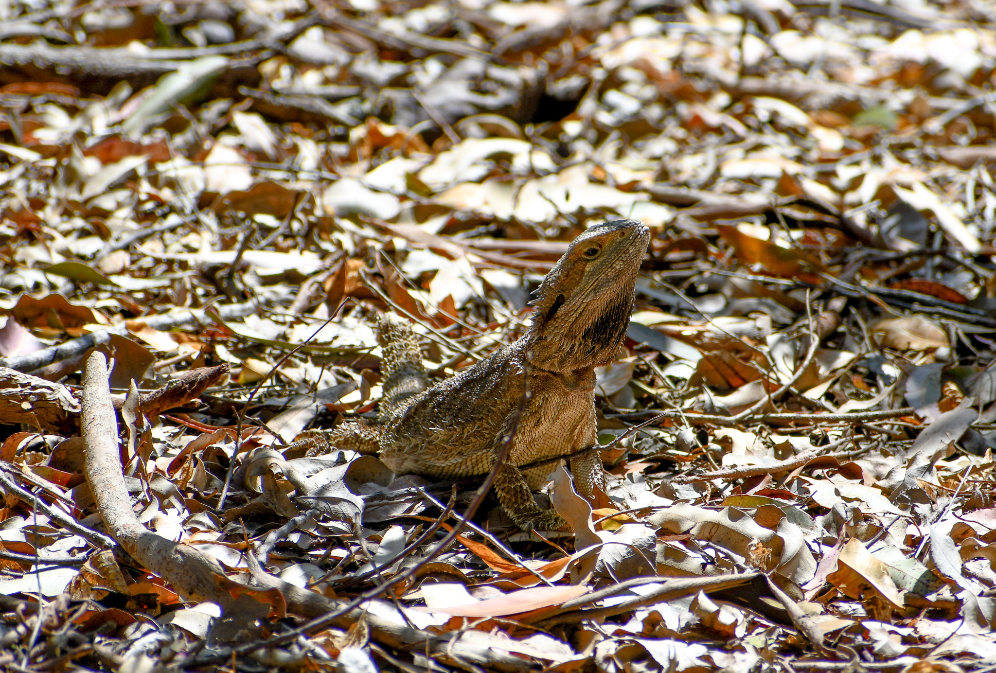 Eastern Bearded Dragon
