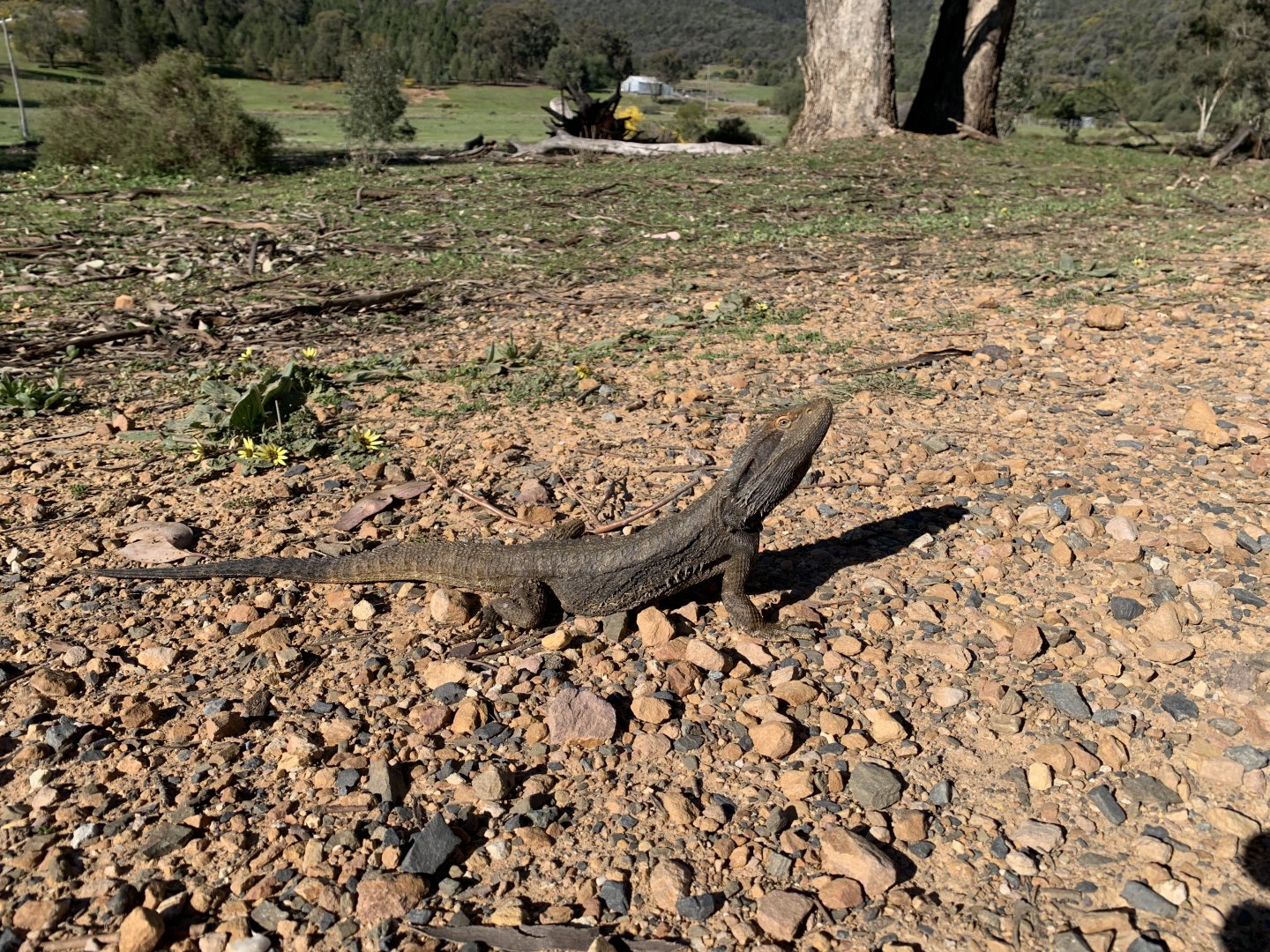 Eastern Bearded Dragon