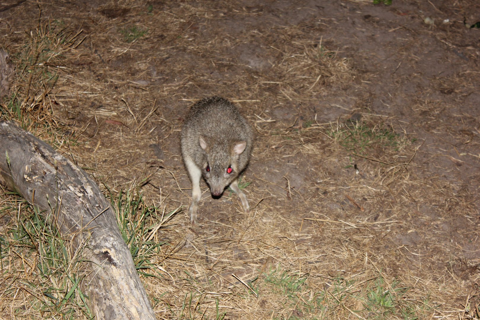 Eastern Bettong (Bettongia gaimardi)