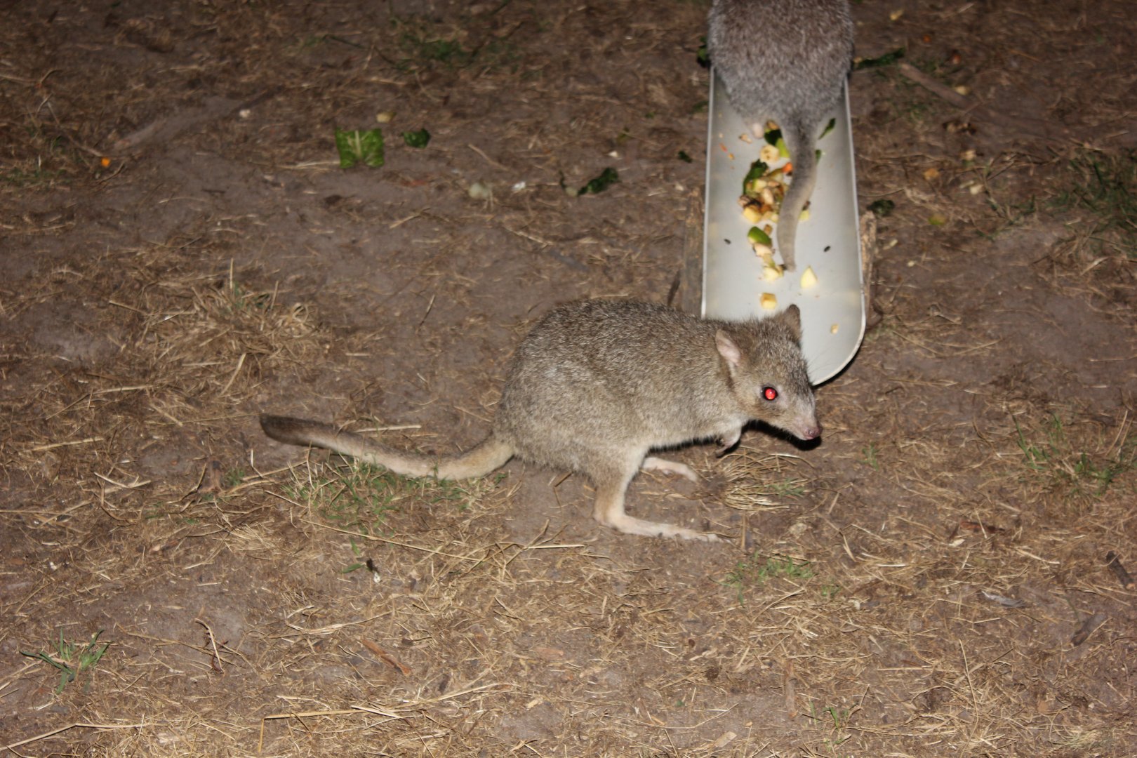 Eastern Bettong (Bettongia gaimardi)