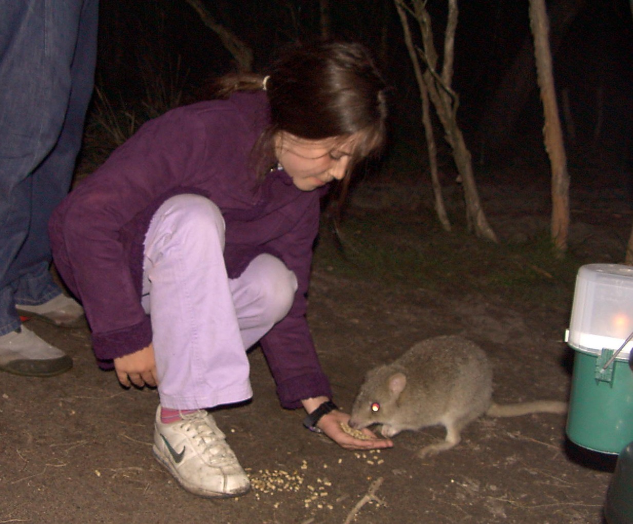Eastern Bettong