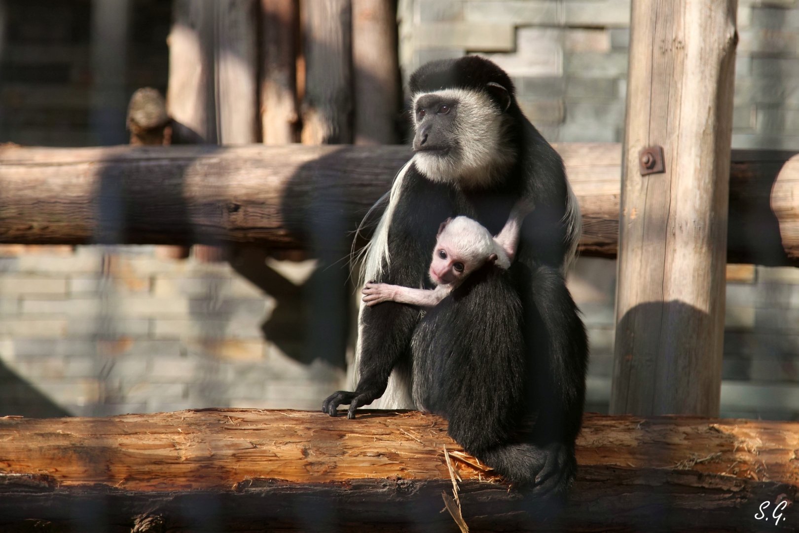 Eastern black-and-white colobus and her babay