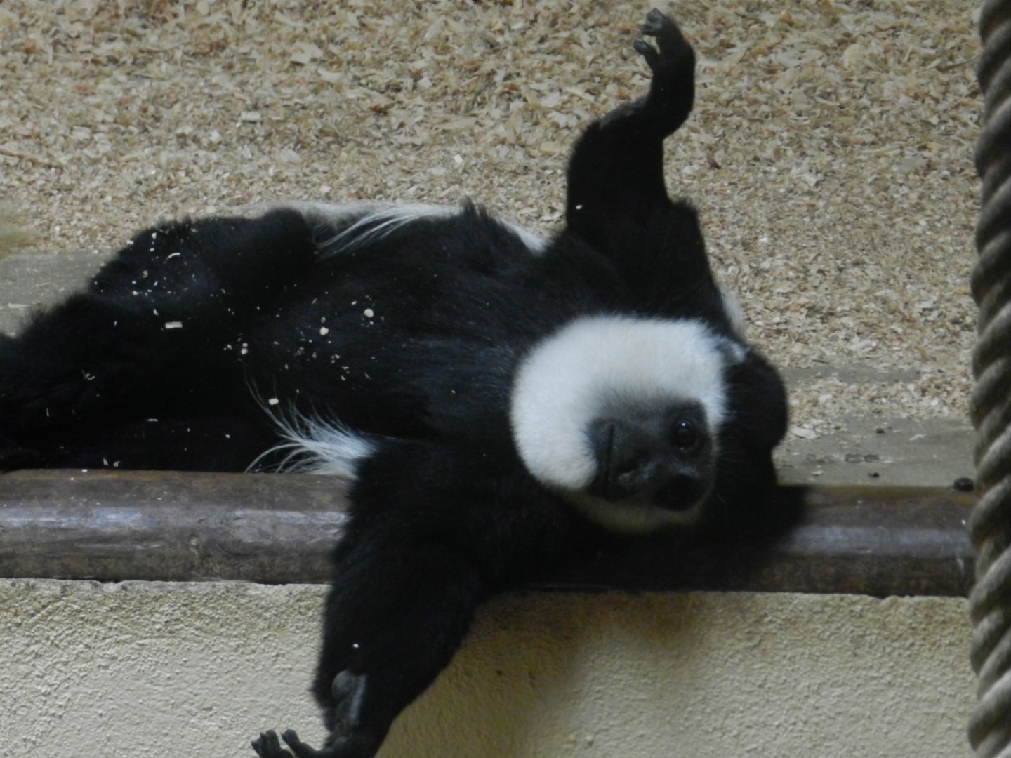 Eastern Black-And-White Colobus (Colobus guereza) at Jardim Zoológico de Lisboa, Portugal*