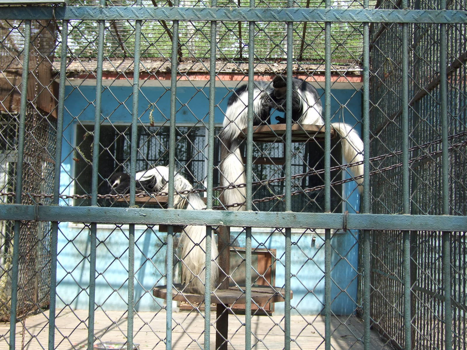 Eastern black-and-white colobus (Colobus guereza)