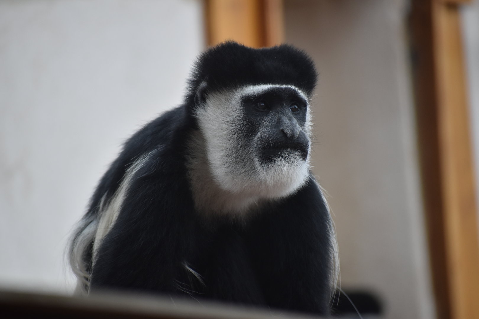 Eastern black-and-white colobus - Espace zoologique de Saint Martin la Plaine 2023