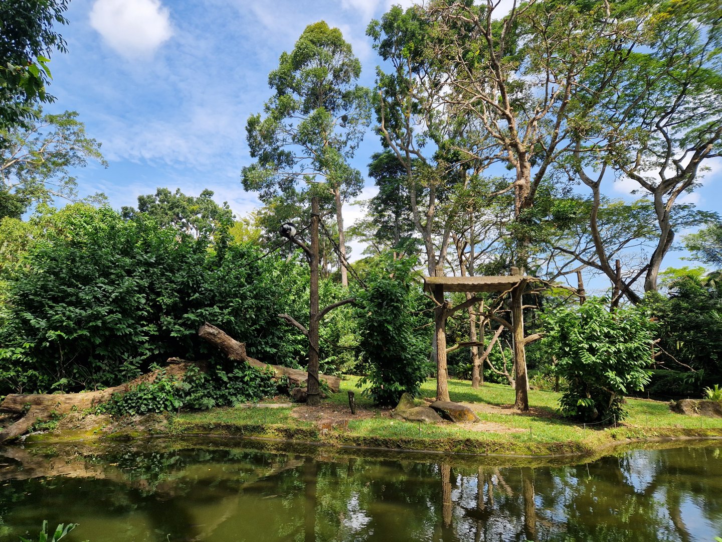 Eastern Black  and White Colobus exhibit