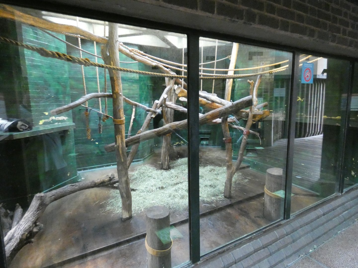 Eastern black-and-white colobus indoor enclosure