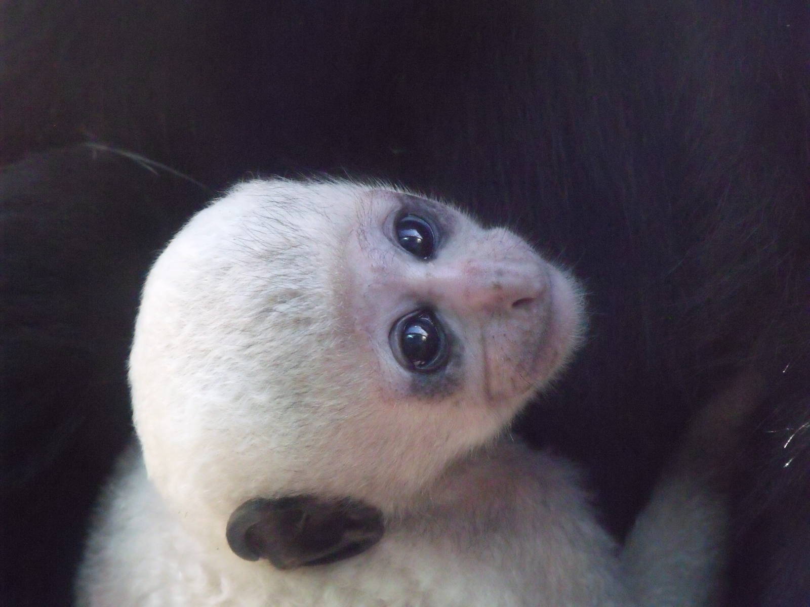 Eastern Black and white Colobus Infant