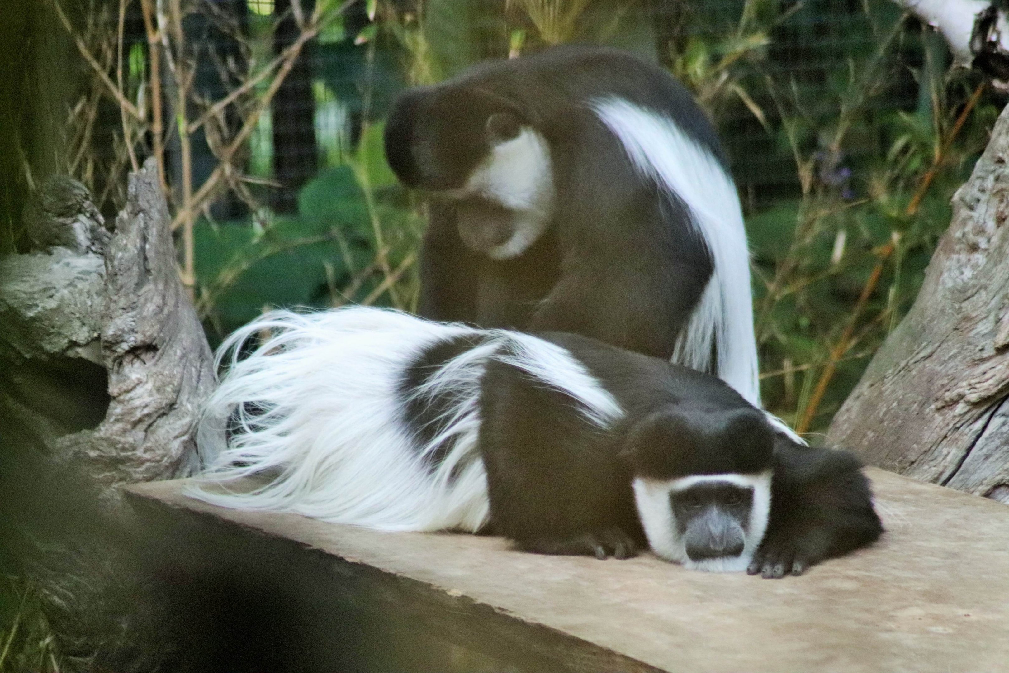 Eastern Black-and-white Colobus monkey (Colobus guereza)