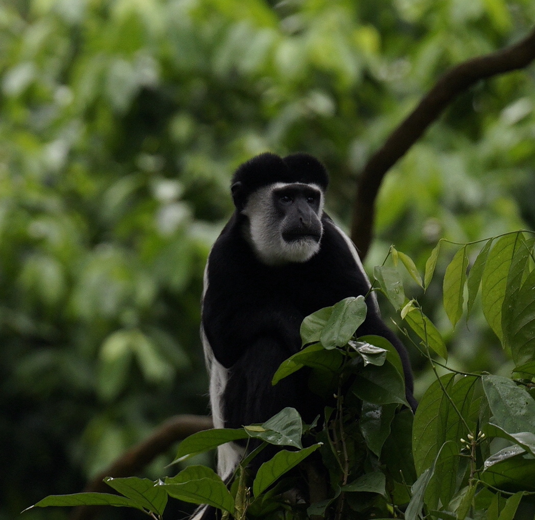 Eastern Black-and-white Colobus Monkey (Colobus guereza)