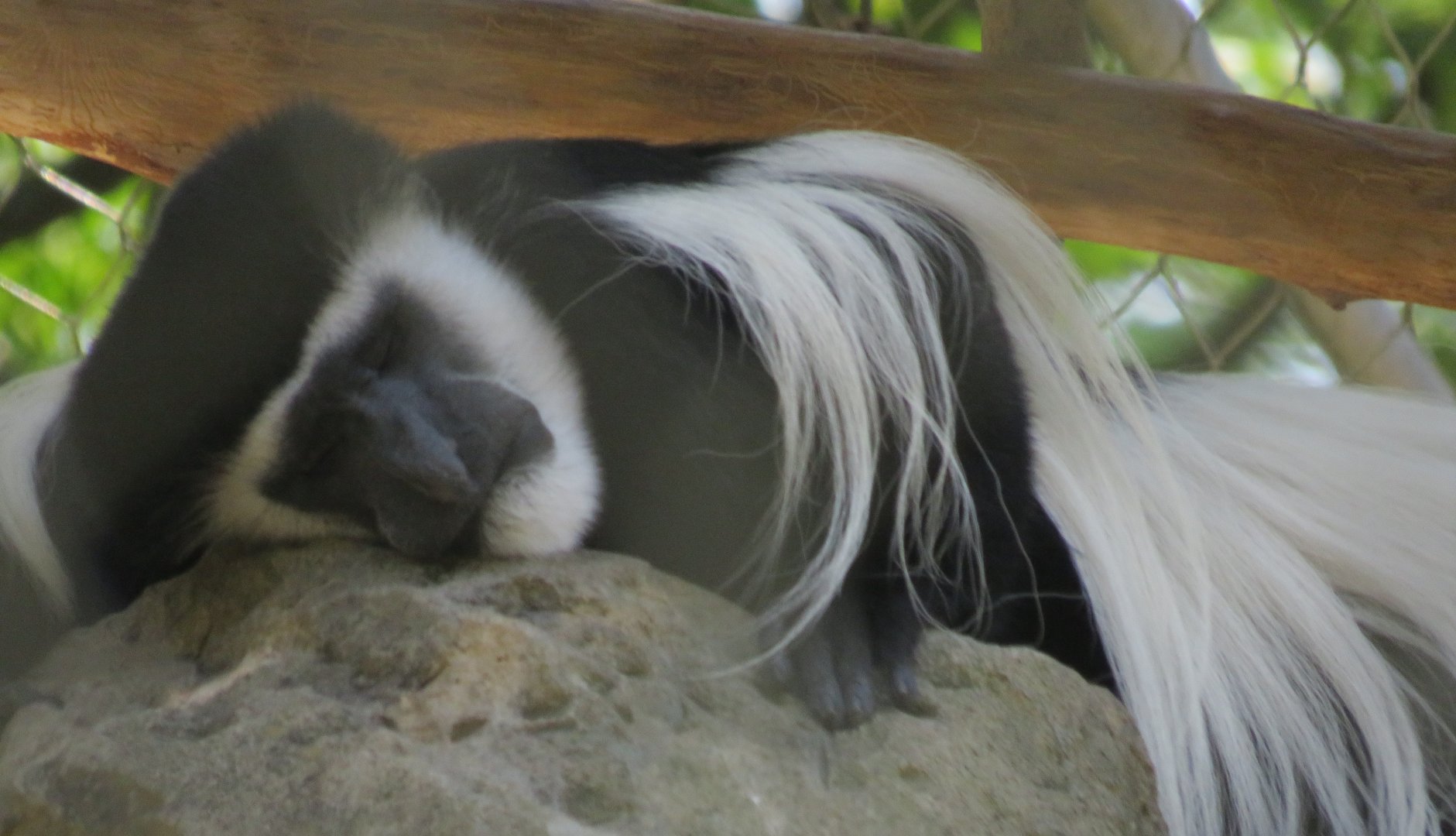 Eastern black-and-white colobus monkey
