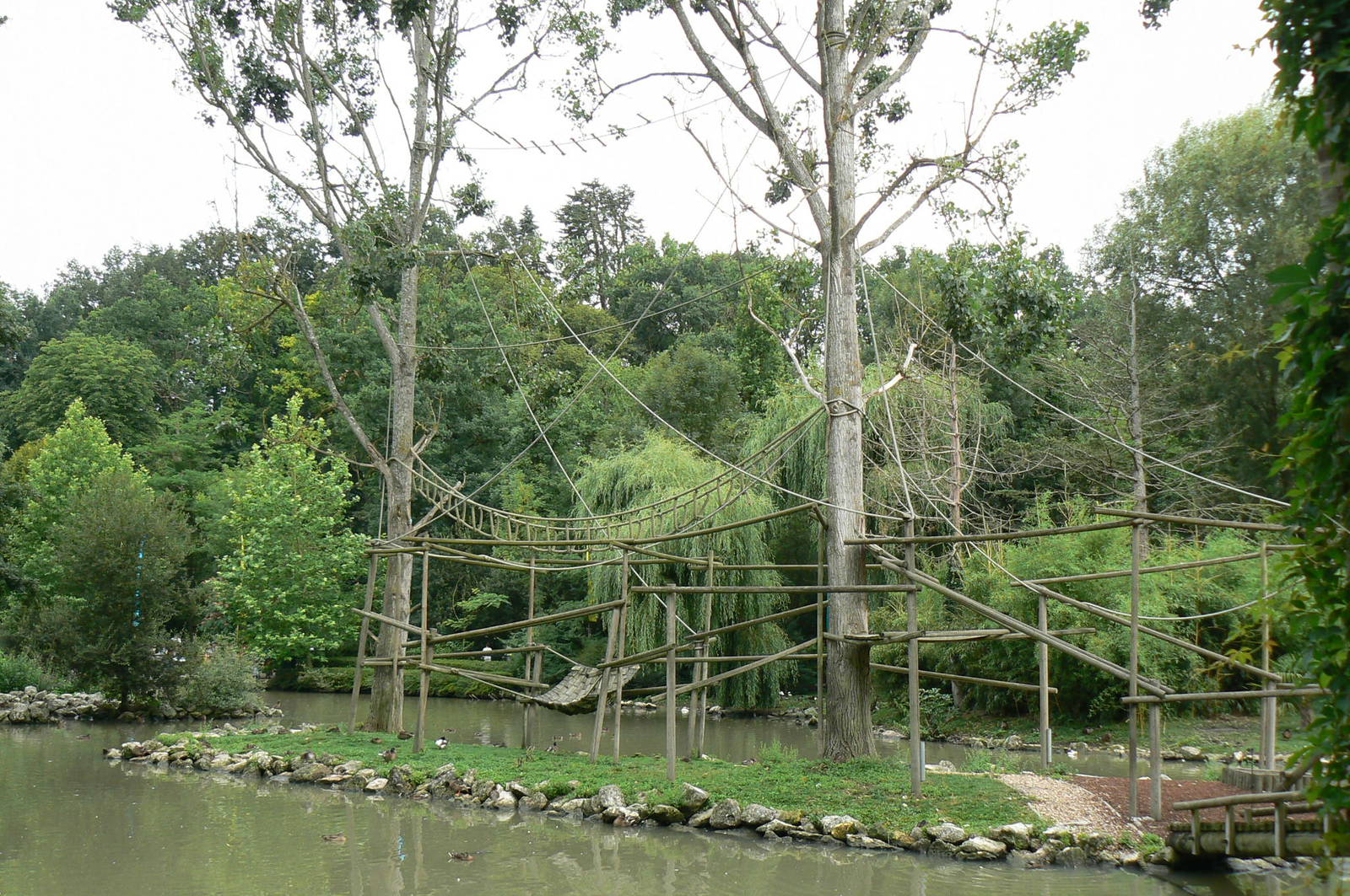 Eastern black and white colobus monkeys island