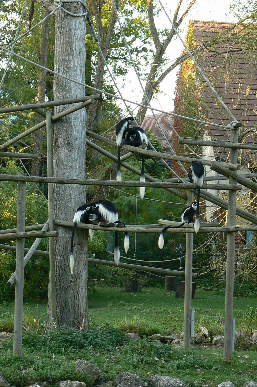 Eastern black and white colobus monkeys