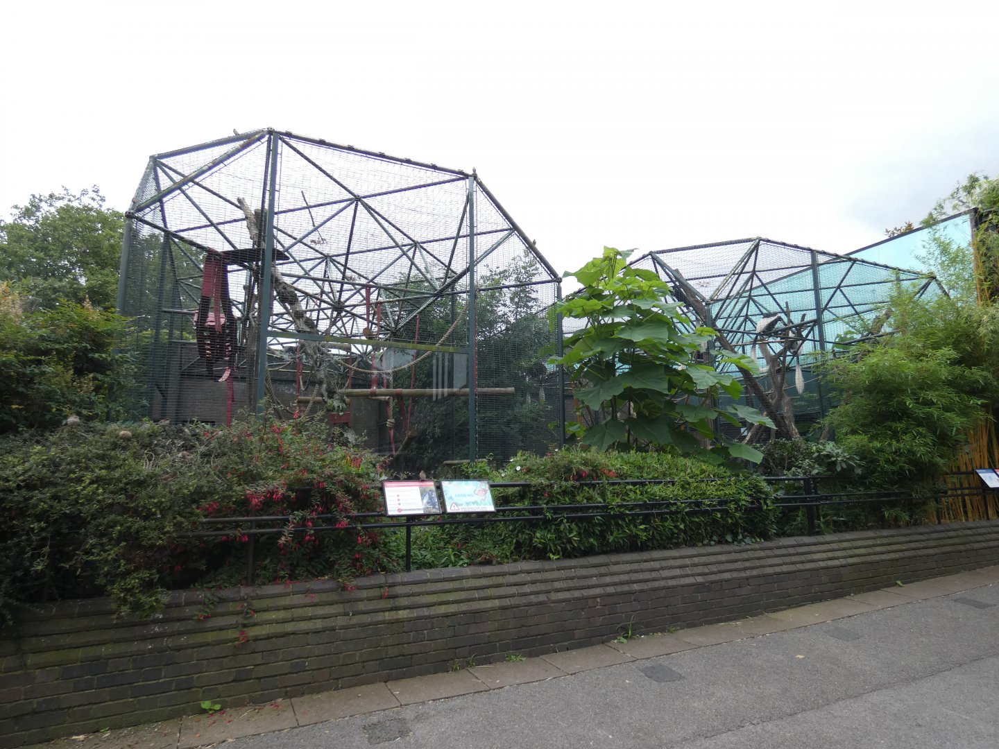 Eastern black-and-white colobus outdoor enclosure (2)