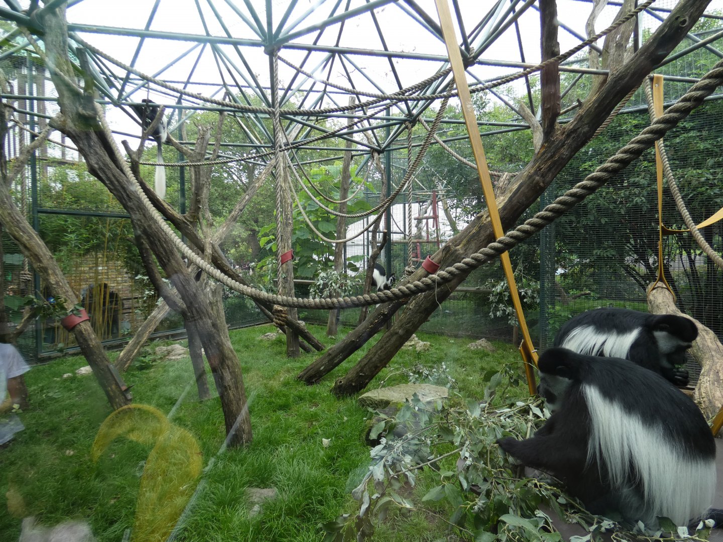 Eastern black-and-white colobus outdoor enclosure