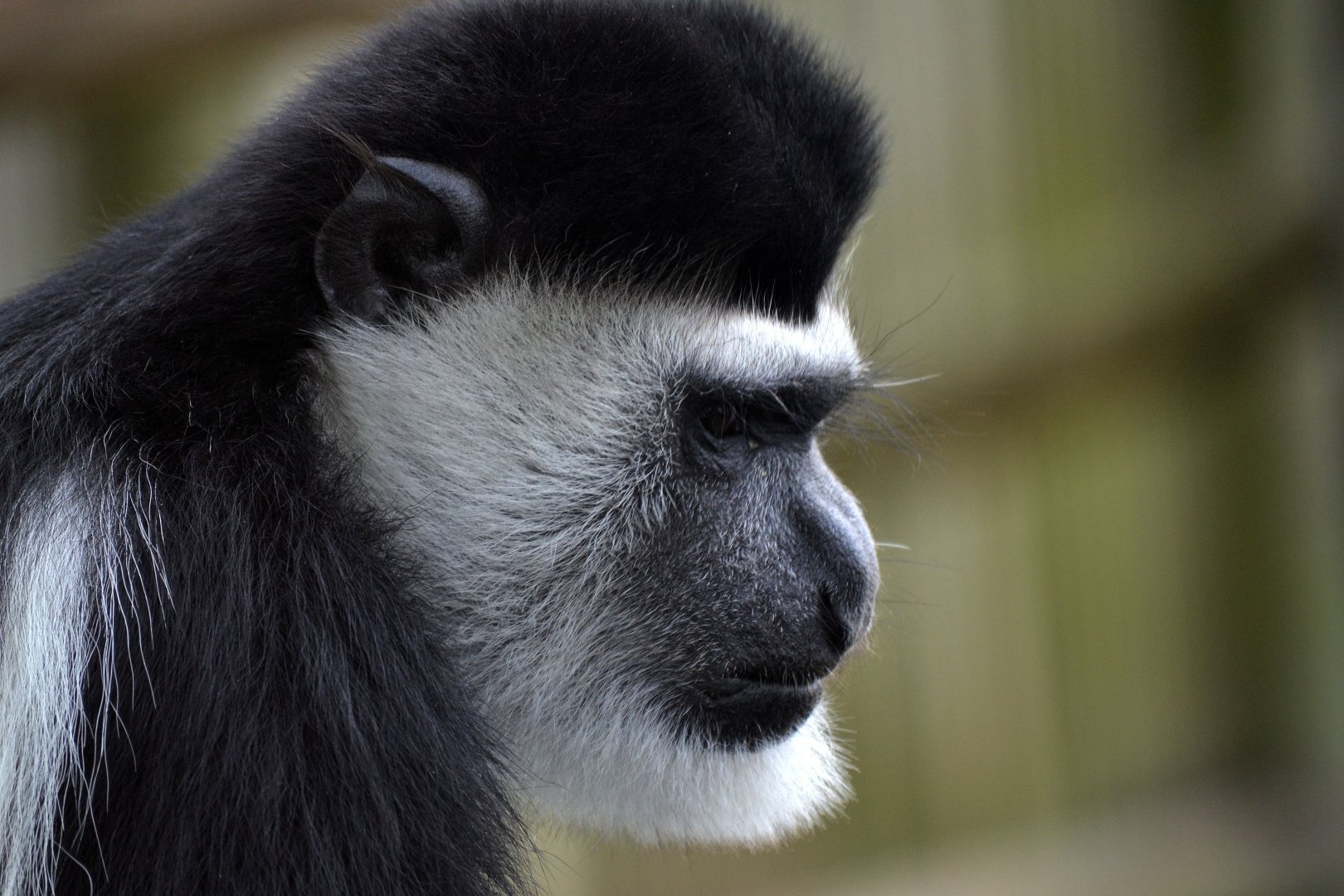 Eastern Black And White Colobus - September 2016