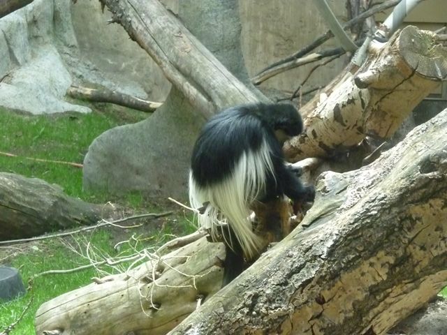 Eastern Black and White Colobus