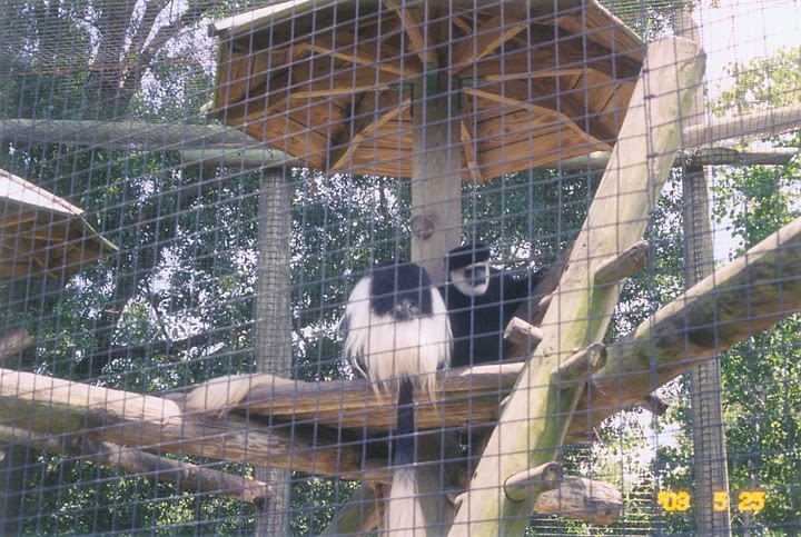 Eastern Black and White Colobus