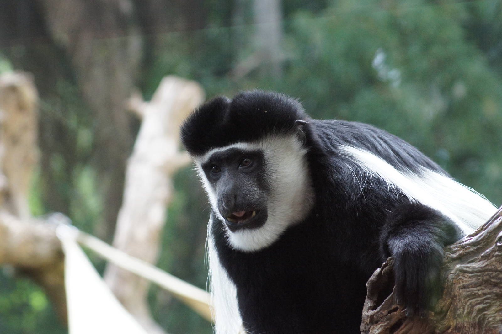 Eastern Black and White Colobus