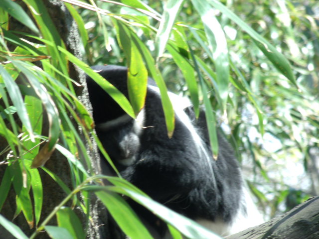 Eastern Black-and-White Colobus