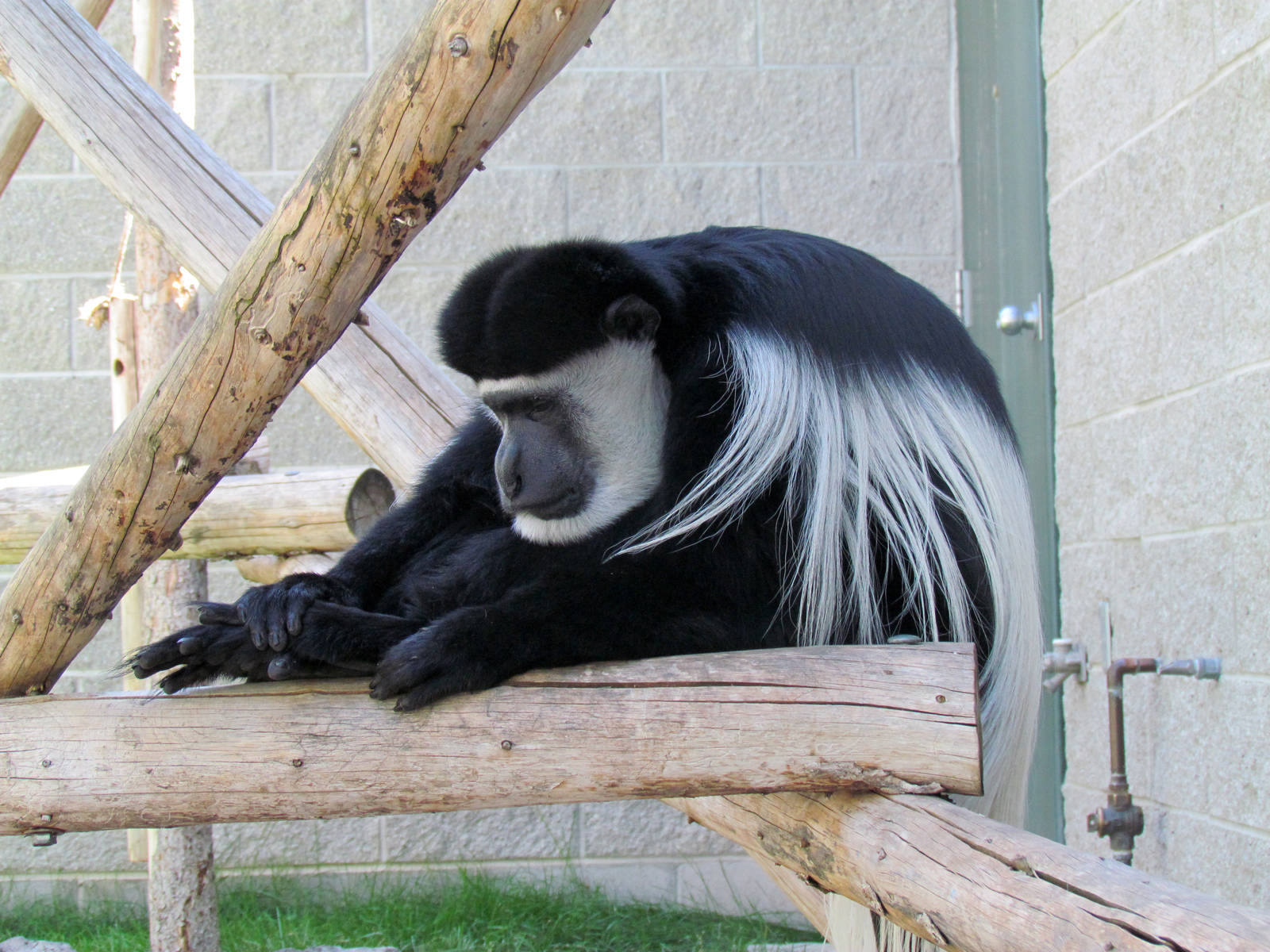 Eastern Black and White Colobus