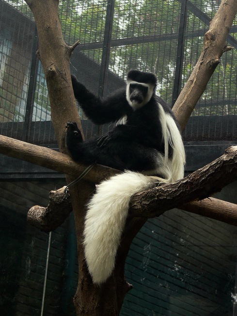 Eastern black-and-white colobus