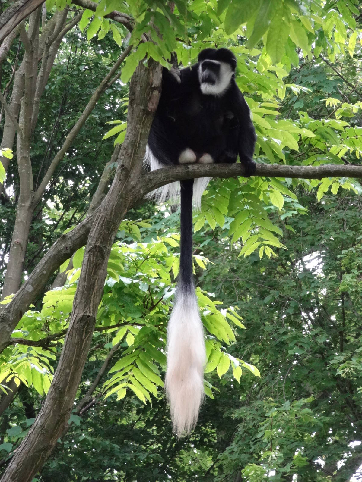 Eastern black and white colobus
