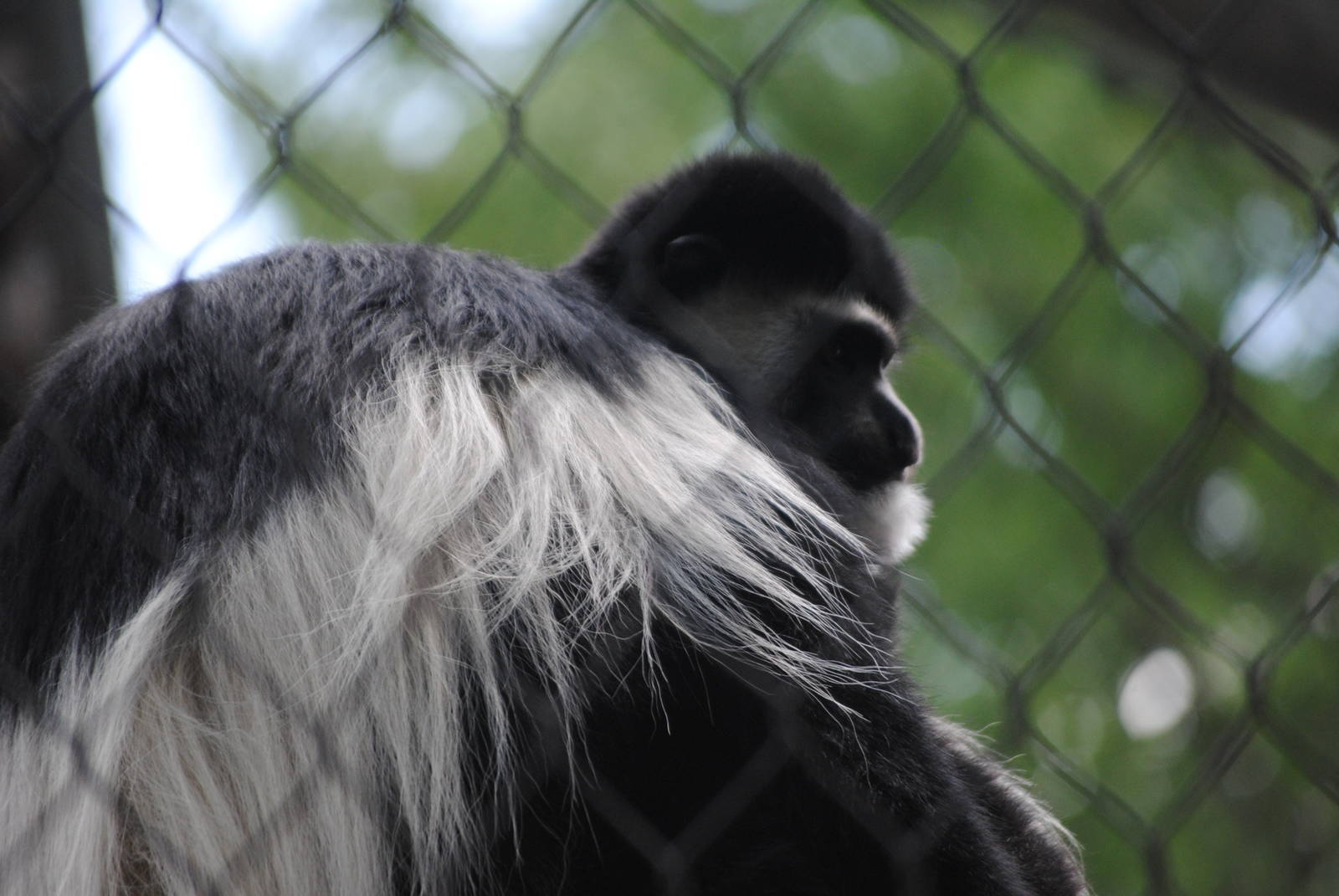 Eastern Black-and-White Colobus